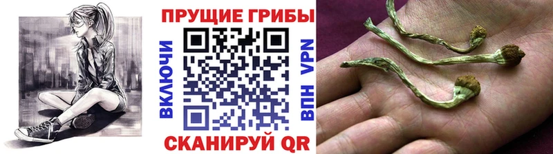 Псилоцибиновые грибы ЛСД  Купить закладки  Искитим 